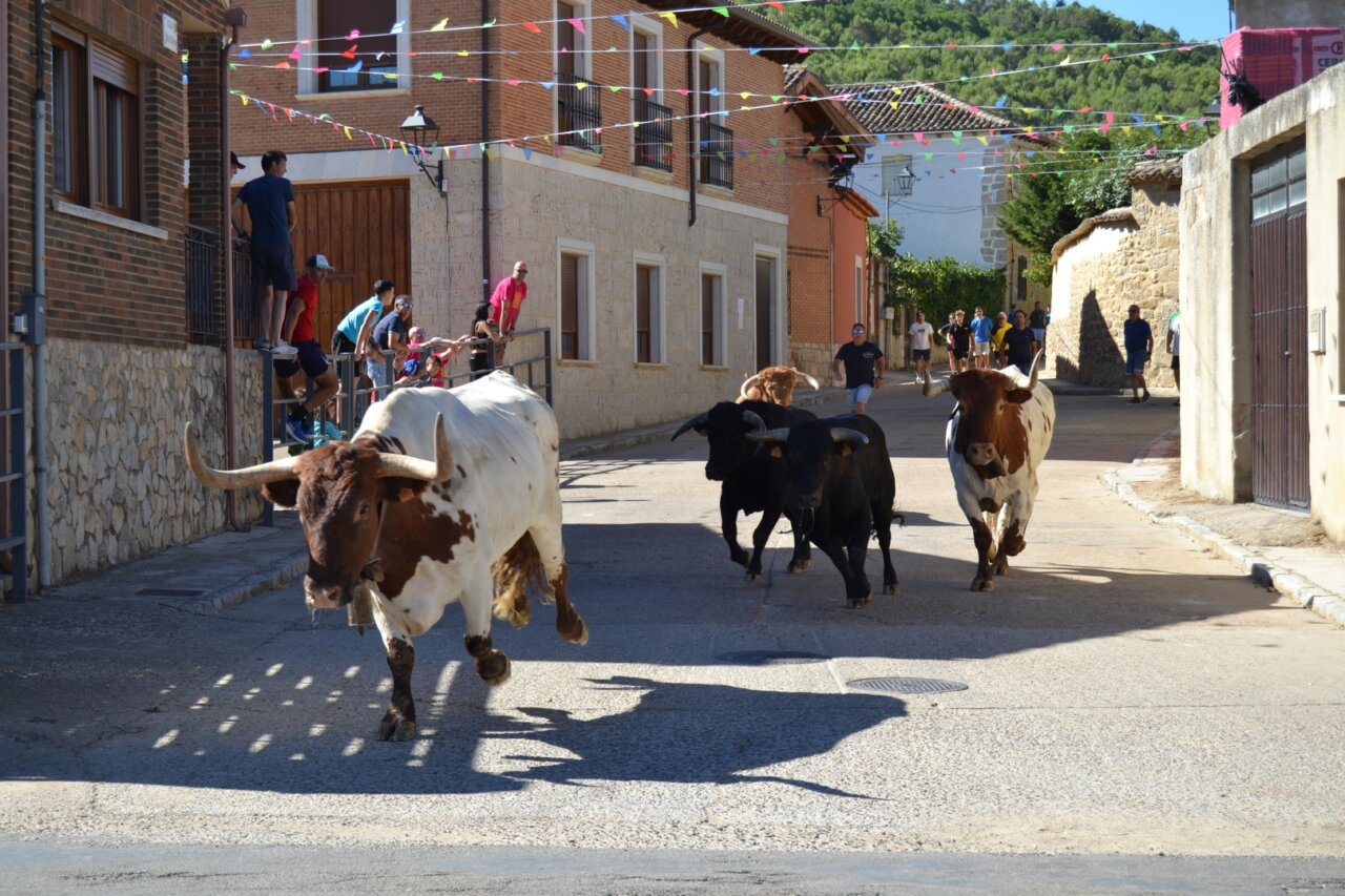 Encierros urbanos durante las fiestas de la Cruz en Astudillo