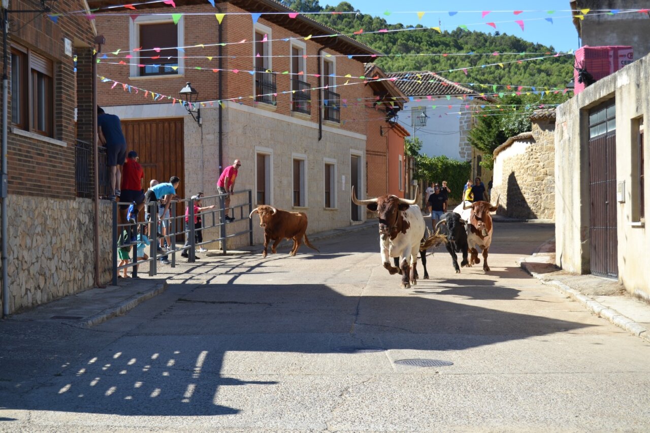 Encierros urbanos durante las fiestas de la Santa Cruz en Astudillo