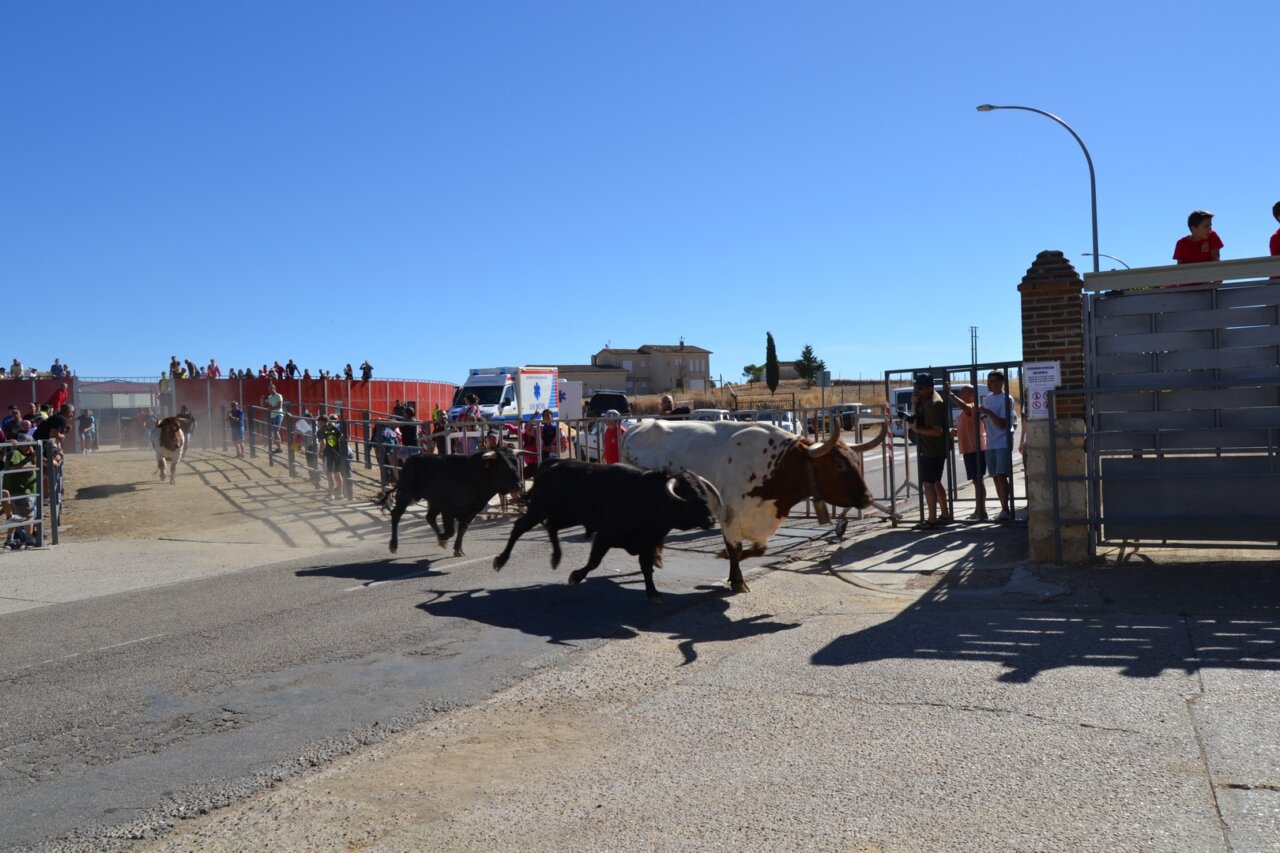 Encierros urbanos durante las fiestas de la Cruz en Astudillo