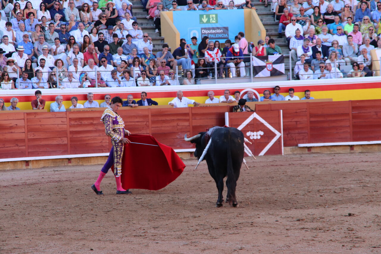 Torero realizando una faena con un toro en la plaza de toros de Palencia.