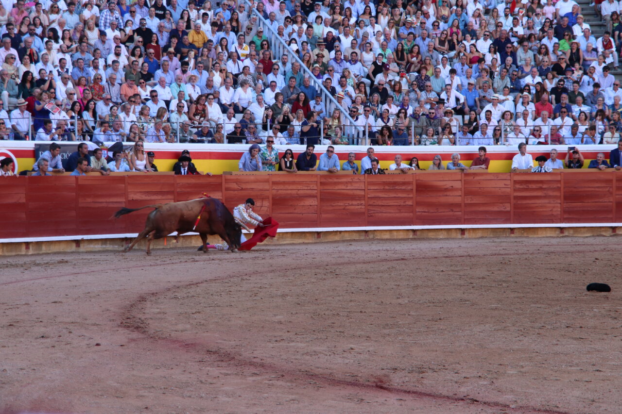 Roca Rey lidiando un toro en la plaza de toros de Palencia
