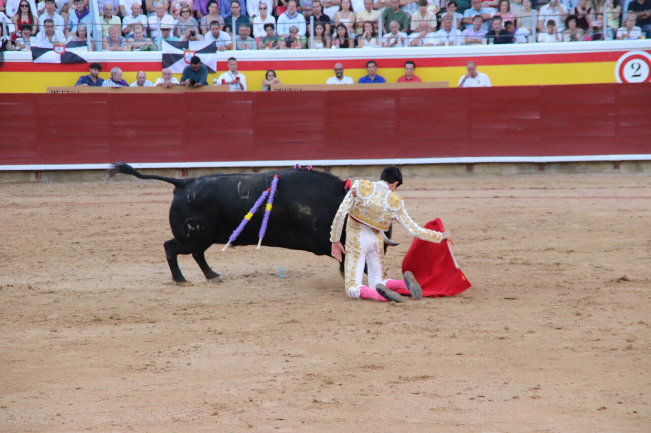 Torero realizando un arrimón con un toro en la plaza de toros de Palencia