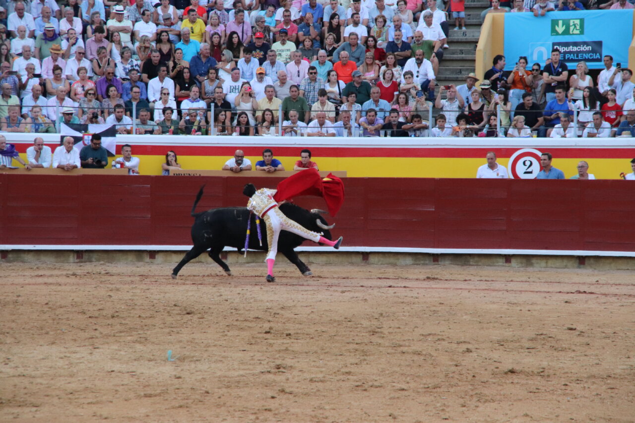 Un torero realizando un pase con un toro en la plaza de toros de Palencia