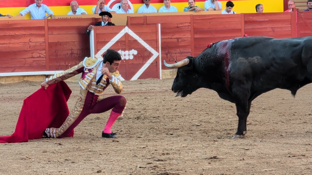 Torero en acción con un toro en la plaza de toros de Palencia