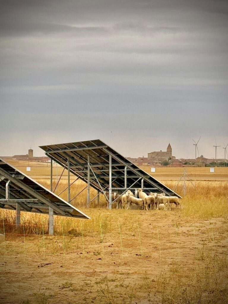 ovejas placas fotovoltaicas solares Paredes de Nava