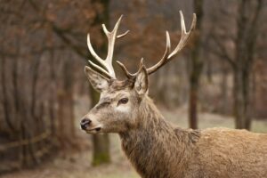 Ciervo macho con cuernos en un bosque de la Montaña Palentina