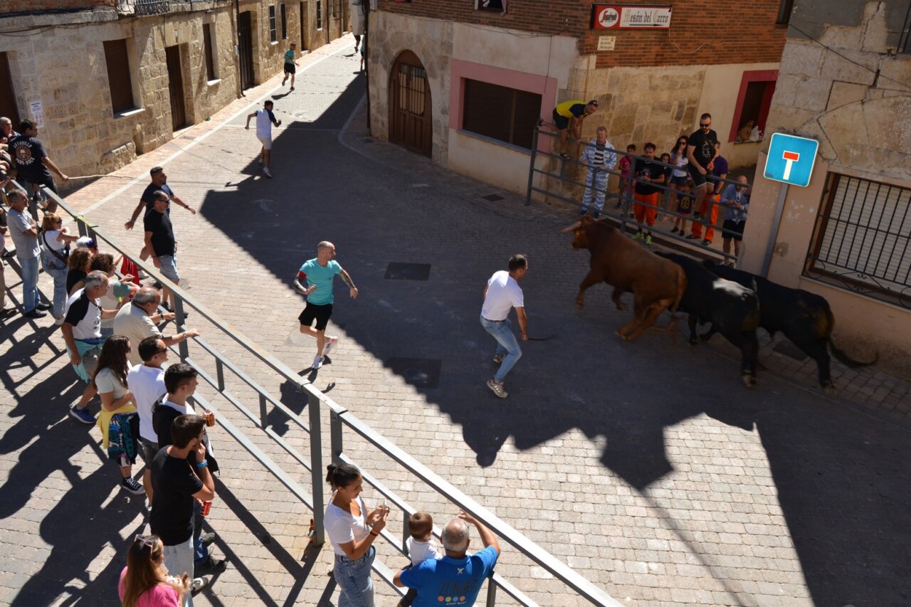 Participantes corriendo con toros en las fiestas de la Cruz de Astudillo