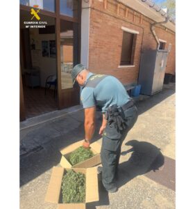 Agente de la Guardia Civil retirando planta de marihuana en Carrión