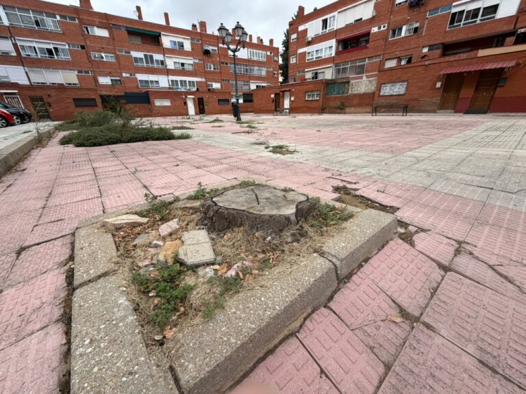 Alcorque vacío y tocones en una plaza de Palencia