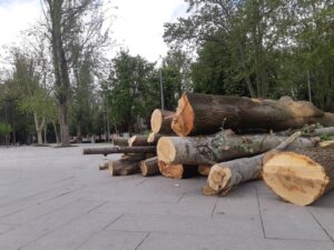 Troncos de árboles cortados en un espacio urbano de Palencia