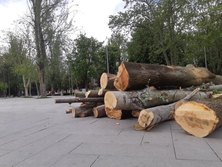 Troncos de árboles cortados en un espacio urbano de Palencia