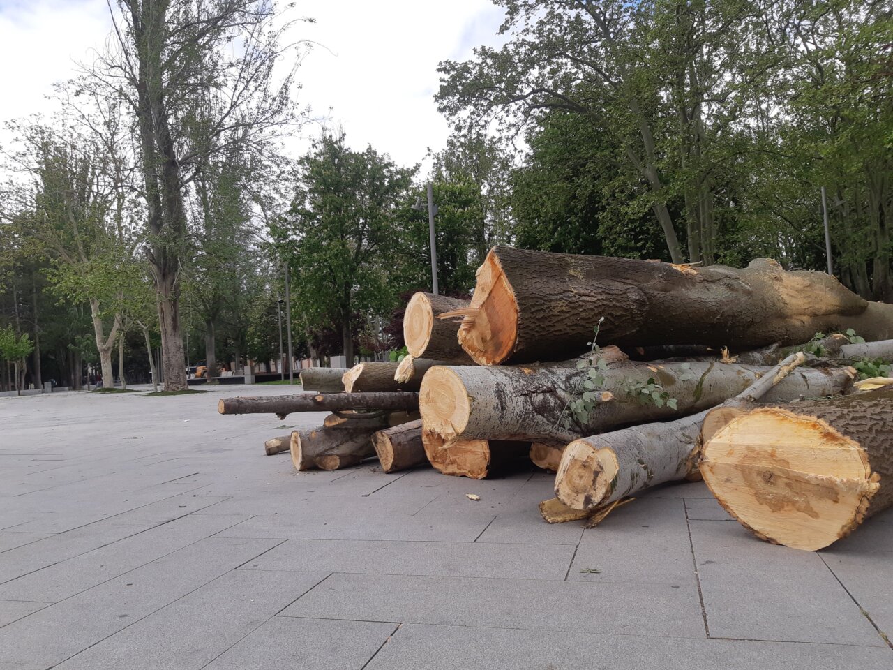 Troncos de árboles cortados en un espacio urbano de Palencia