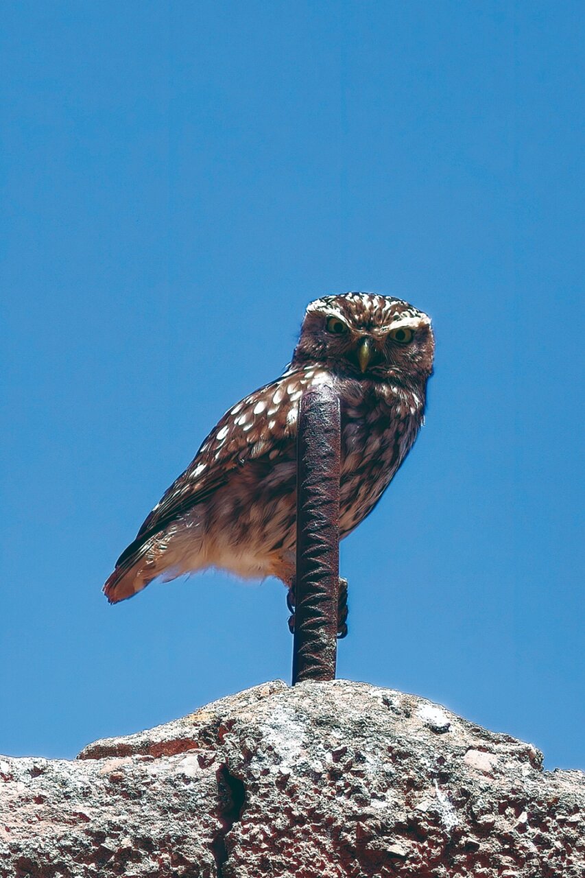 Búho posado sobre un poste metálico frente al cielo azul