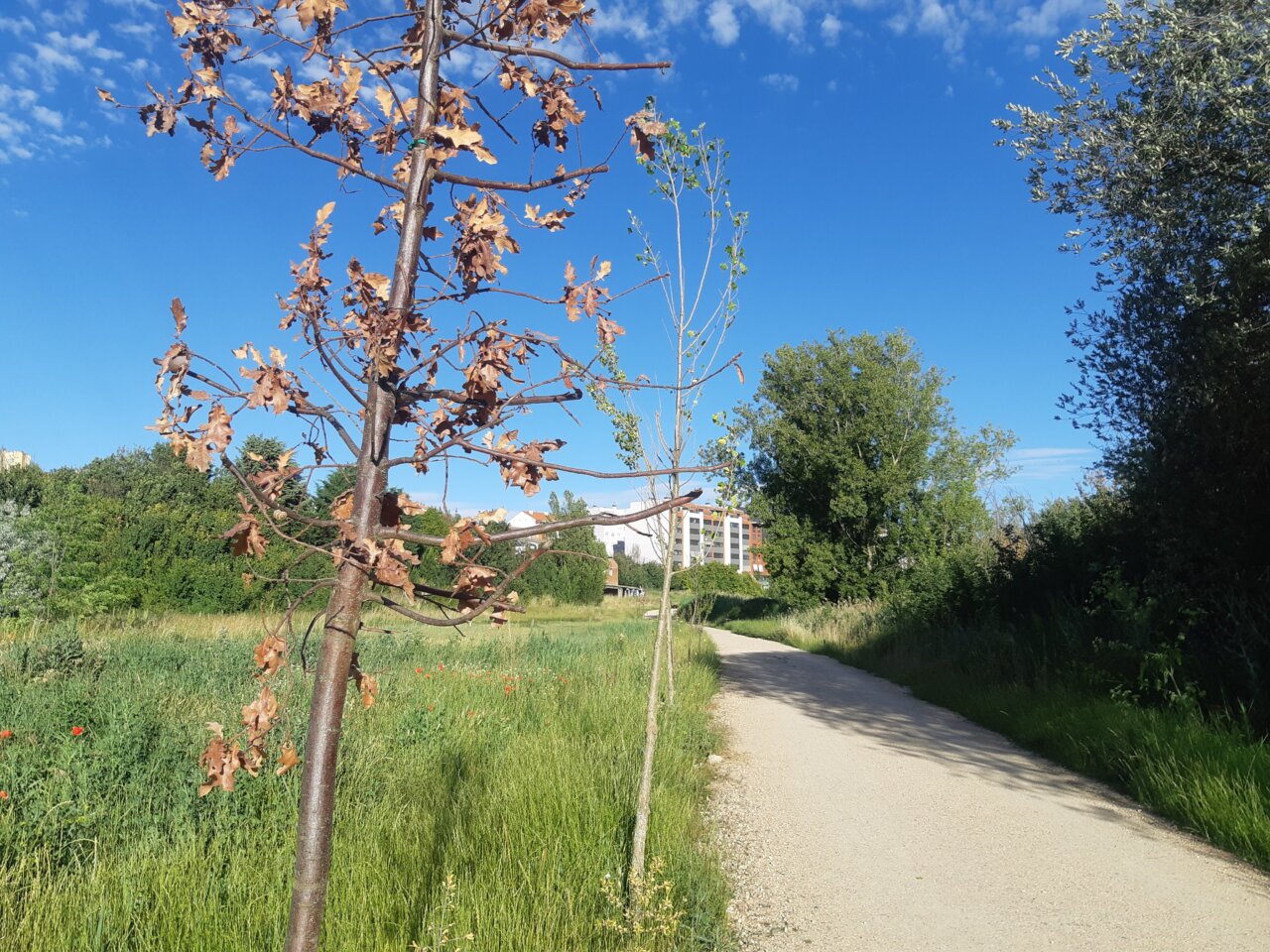 Árbol seco en un camino rodeado de vegetación en Palencia
