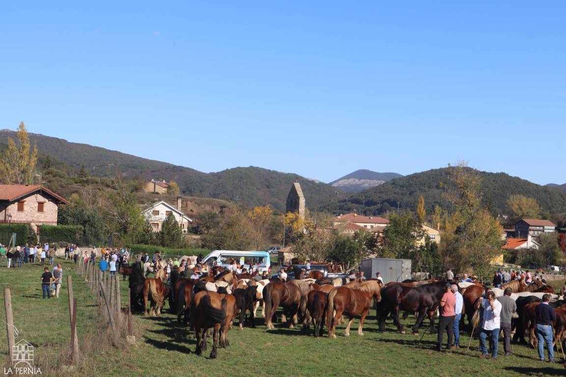 Caballos reunidos en un recinto al aire libre, con visitantes y montañas al fondo.