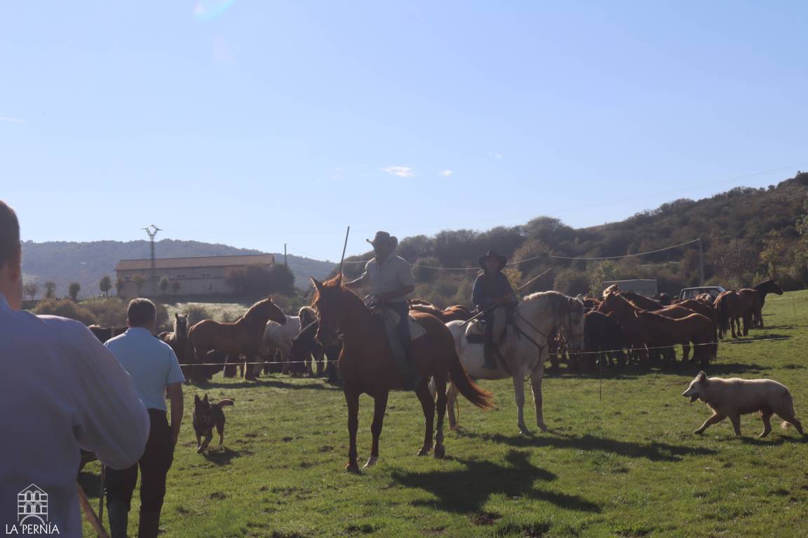 Varios caballos y dos jinetes junto a otros animales en un recinto de hierba