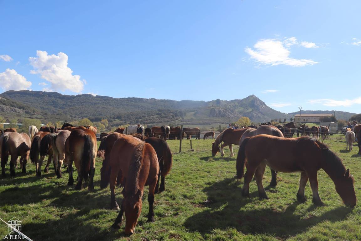 Varios caballos pastan en un recinto cercado, con montañas al fondo.