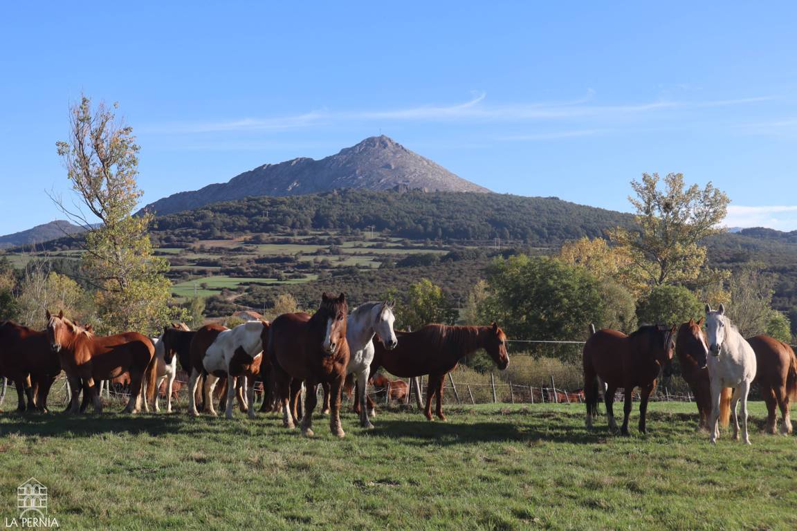 Varios caballos pastan en un prado con una montaña al fondo