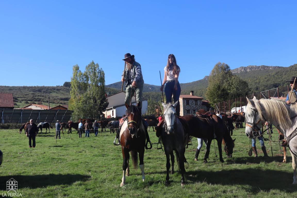 Caballos y jinetes reunidos en un prado durante una feria ganadera.