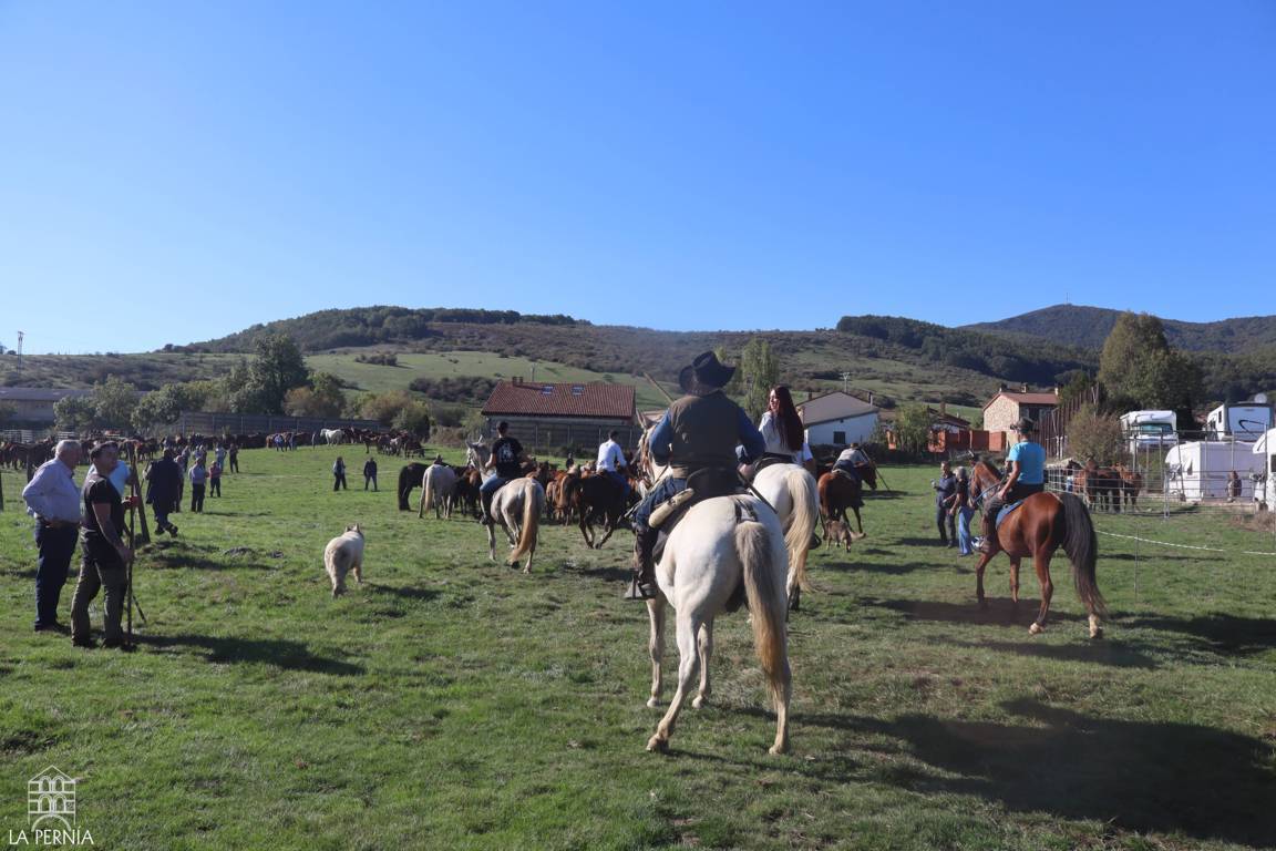 Caballos y asistentes ocupan un prado durante la Feria del Caballo de La Pernía