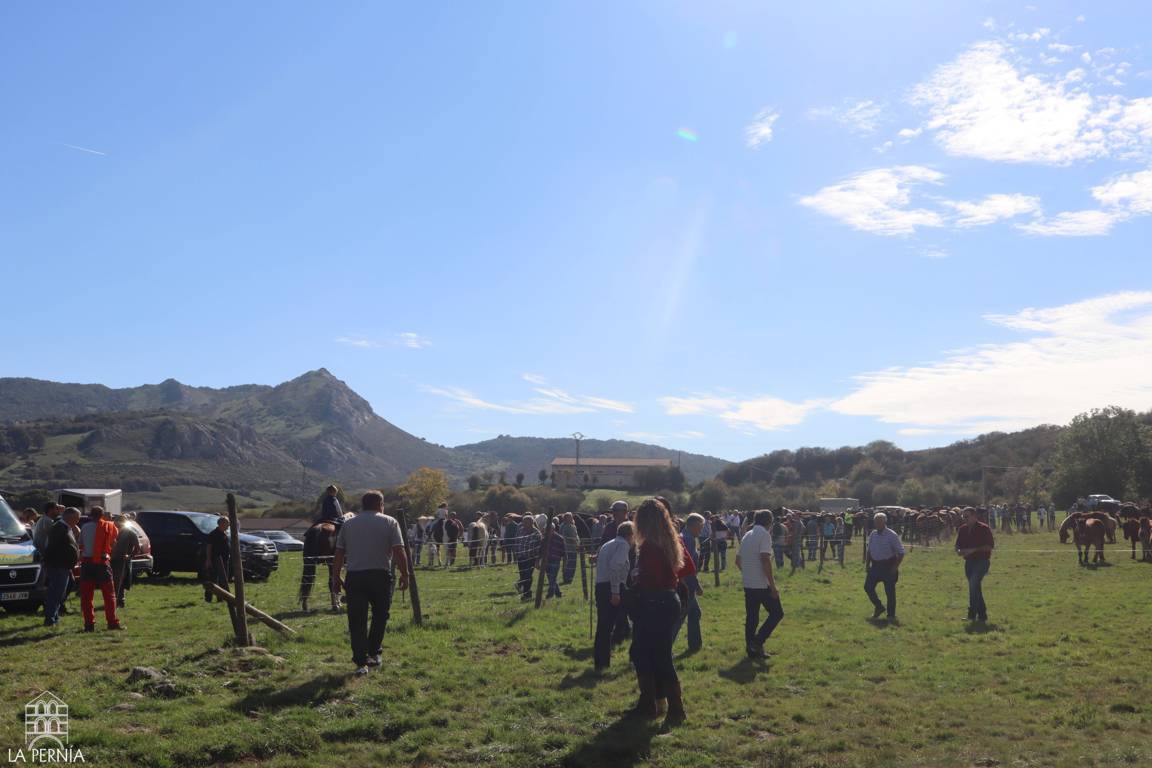 Personas observan caballos en un recinto vallado, con montañas al fondo.
