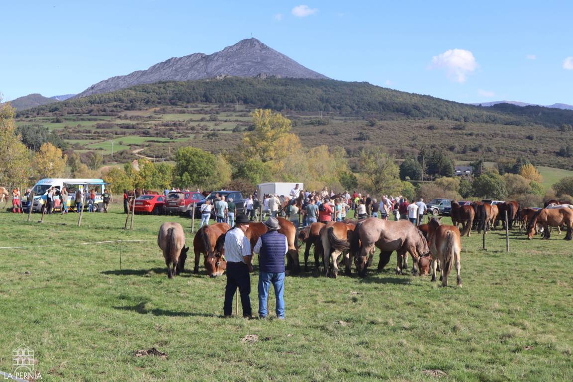 Caballos reunidos en un prado mientras visitantes observan, con montañas al fondo