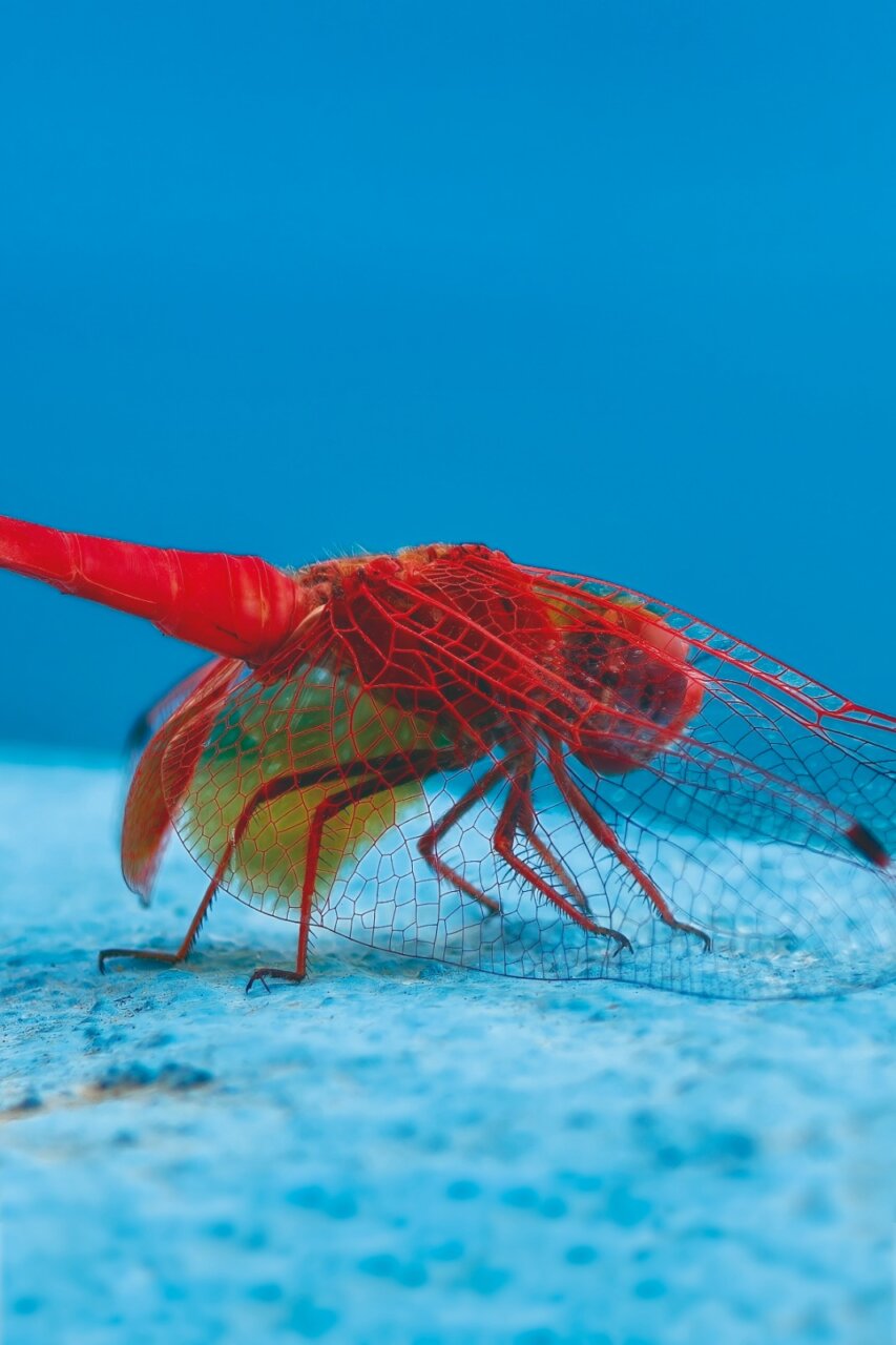 Fotografía cercana de un insecto rojizo con alas reticuladas sobre un fondo azul.
