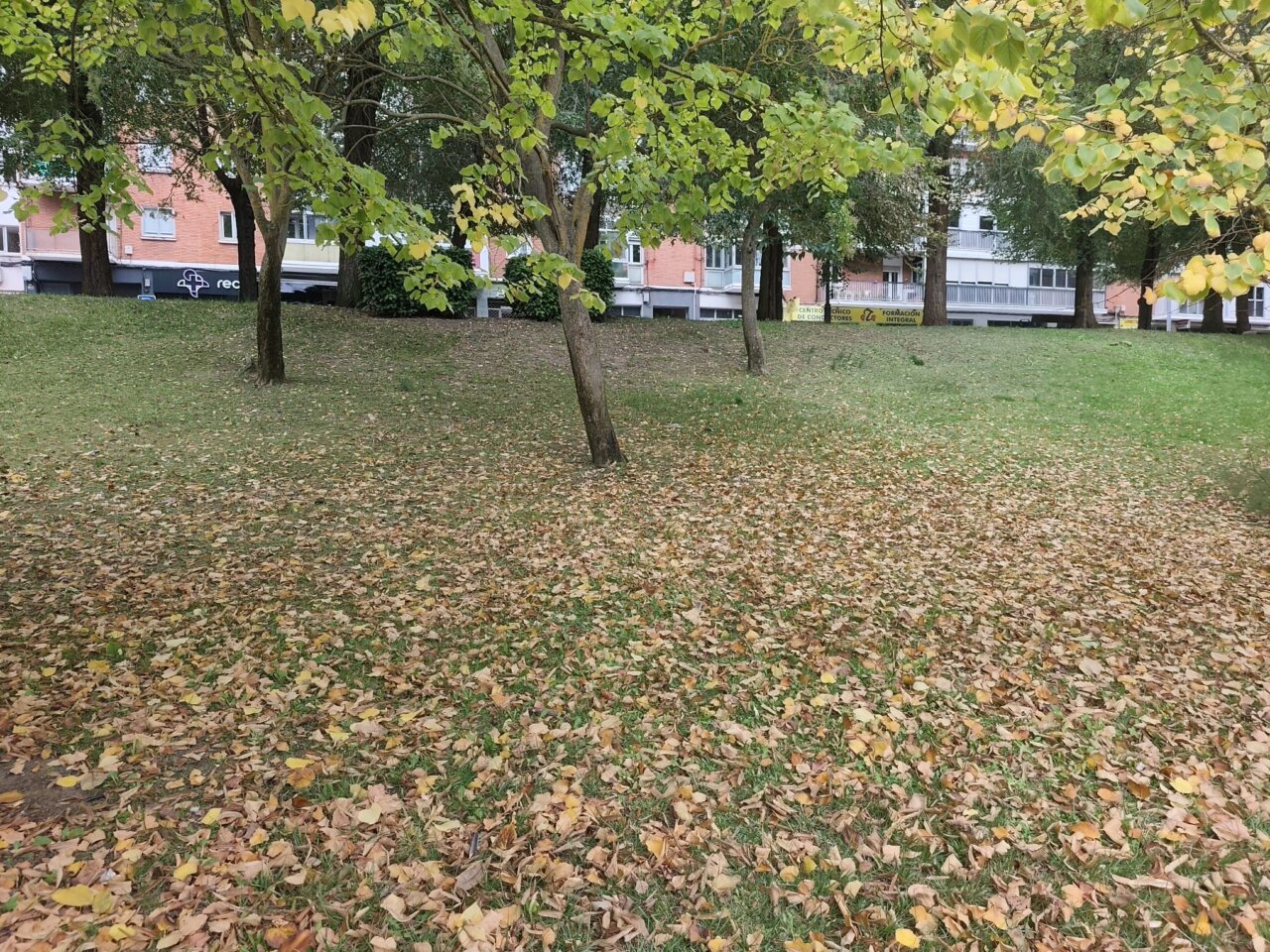 Ladera de un parque con árboles, césped y hojas caídas frente a edificios.