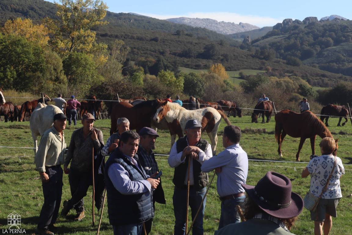 Personas observan varios caballos en un prado rodeado de montañas.